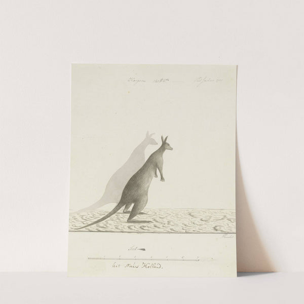 Macropus sp. (Kangaroo) by John Hunter