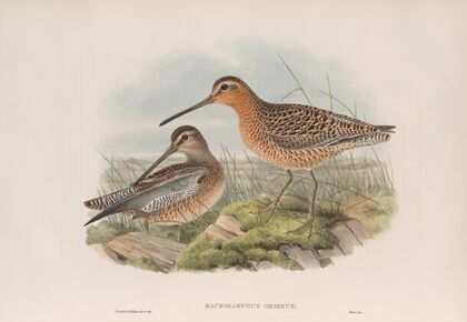 Macrorhamphus griseus. Red-breasted or Brown Snipe. (1862-1873)