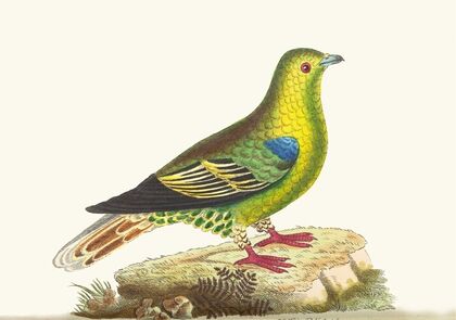 Madagascar Pigeon