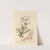 Madder by Elizabeth Blackwell