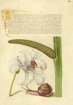 Madonna Lily, Terrestrial Mollusk, and Sweet Flag (1561–1596)