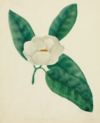 Magnolia (1800s)