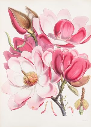 Magnolia Campbellii, H.f. et T. (Flowering plant). (1855)