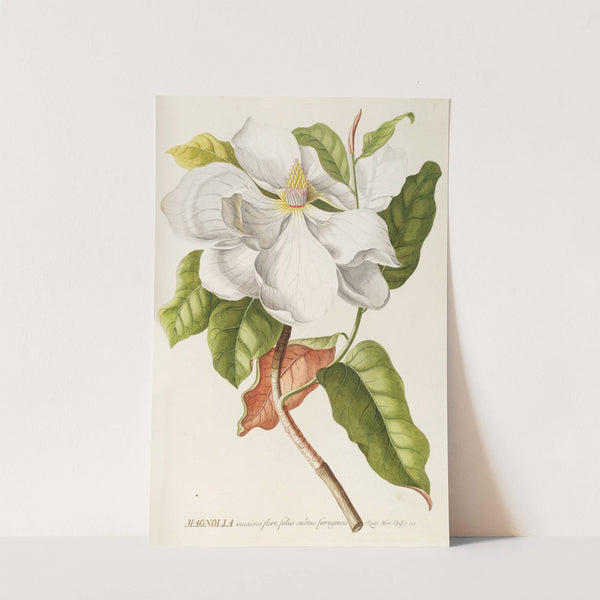 Magnolia II by Georg Dionysius Ehret