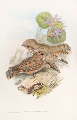 Mahratta, Nightjar