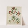 Maire Tawhake - Eugenia maire Plate 39 by Sarah Featon