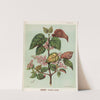Makomako. - Aristotelia racemosa. Plate 14 by Sarah Featon