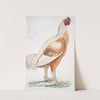 Malabar Cock, Gallus gigantea. Natural size. by John Edward Gray
