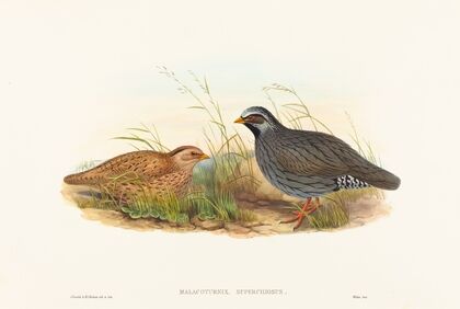 Malacoturnix superciliosus (Mountain Quail) — size preview