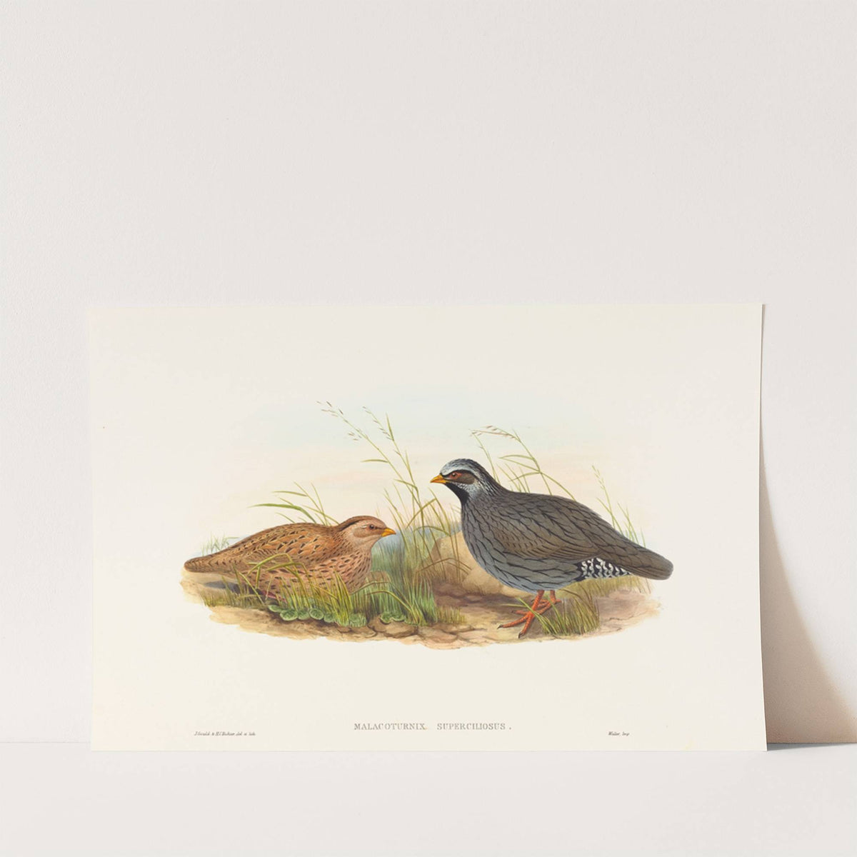 Malacoturnix superciliosus (Mountain Quail) by John Gould