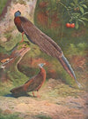 Malay Argus Pheasant (1918-1922)