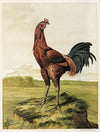 Malay Cock