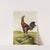Malay Cock (1867) by Harrison Weir