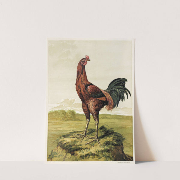 Malay Cock (1867) by Harrison Weir