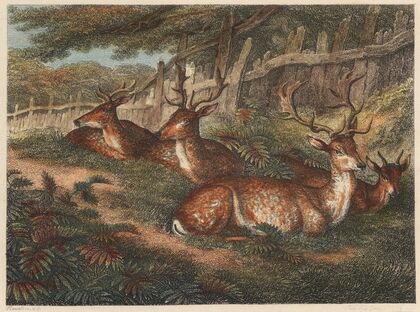 Male Fallow Deer (1812)