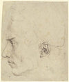 Male head in profile