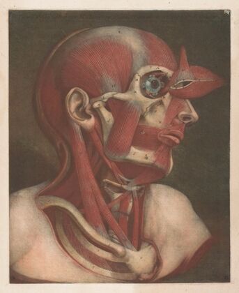 Male head with muscles visible, with detail of the eye