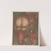 Male head with muscles visible, with detail of the palate. by Jacques Fabien Gautier d&#039;Agoty