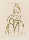 Male & Female Flowers on the same Plant. Carex Pendula ; or Great Pendulous Carex (1799–1810)