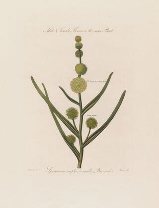 Male & Female Flowers on the same Plant. Sparganium simplex ; or smaller Bur-reed (1799–1810)
