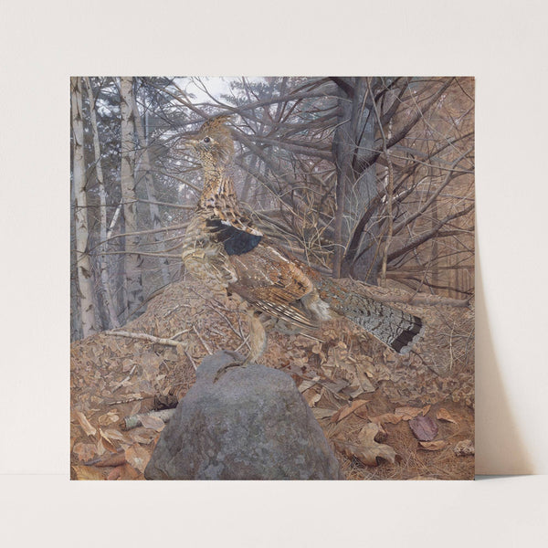 Male Ruffed Grouse in the Forest (1907–8) by Gerald Thayer