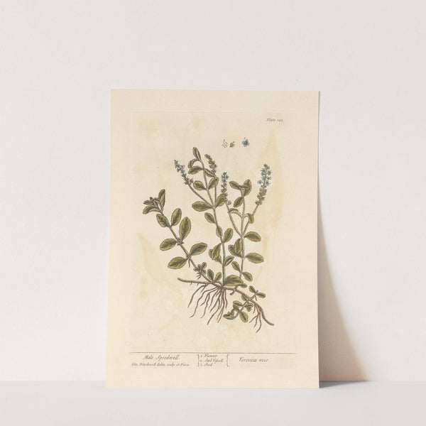 Male speedwell (1739) by Elizabeth Blackwell