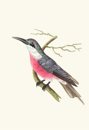 Malimbic Bee-Eater