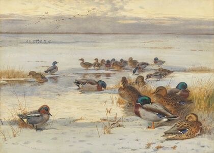 Mallard and teal on a snowy marsh (1907)