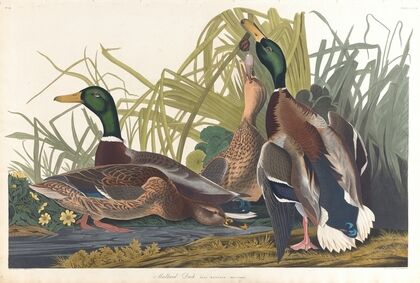 Mallard duck