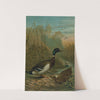 Mallard Duck. by John George Wood
