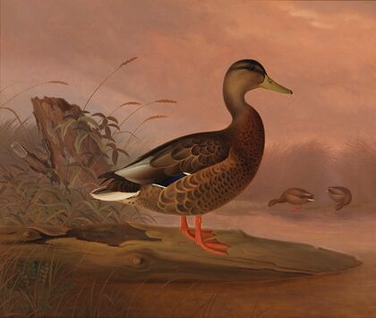 Mallard (1848)
