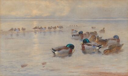 Mallards on a lake (1908)