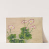 Mallow flowers by Zhang Ruoai
