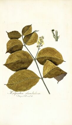 Malpighia glandulosa