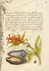Maltese Cross, Mussel, and Ladybird (1561–1596)