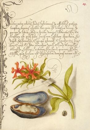 Maltese Cross, Mussel, and Ladybird (1561–1596)