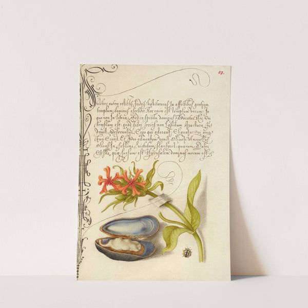 Maltese Cross, Mussel, and Ladybird (1561–1596) by Joris Hoefnagel