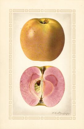 Malus domestica