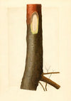 Malus domestica