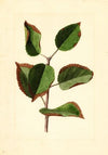 Malus domestica