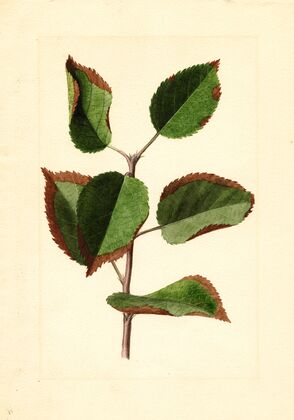 Malus domestica