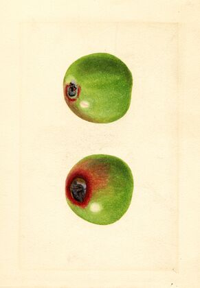 Malus domestica