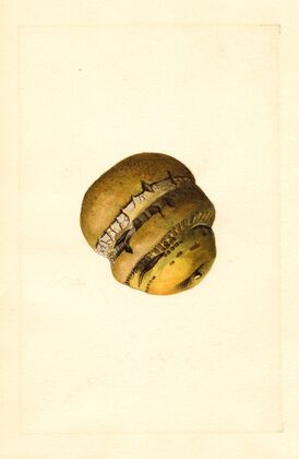 Malus domestica