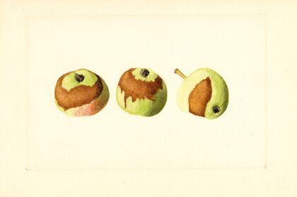 Malus domestica