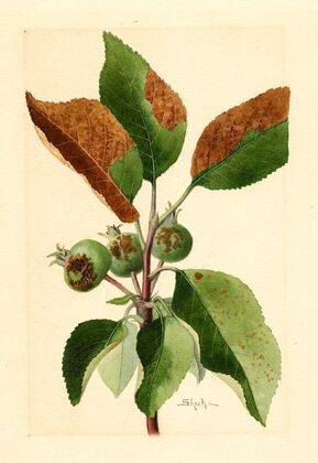 Malus domestica