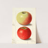 Malus domestica: Alexander Tillage (1905) by Ellen Isham Schutt