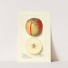 Malus domestica: Baldwin (1913) by Ellen Isham Schutt