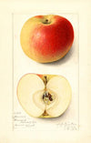 Malus domestica: Banana