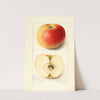 Malus domestica: Banana by Amanda Almira Newton