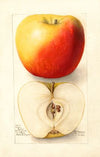 Malus domestica: Banana